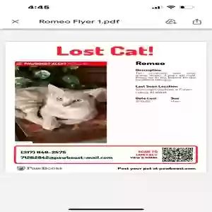 lost male cat romeo