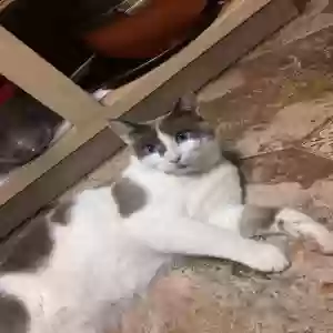 lost male cat rocky