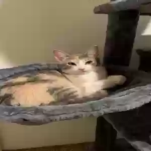 lost female cat unknown
