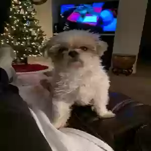 lost female dog khloe