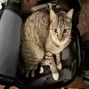 lost male cat zeke