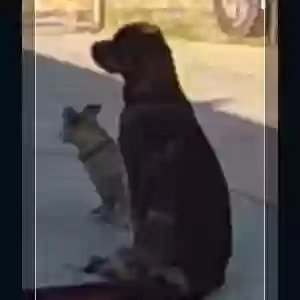lost female dog unknown
