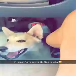 lost female dog meekah