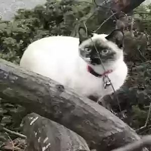 lost female cat sweet pea