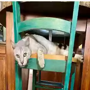 lost male cat sterling