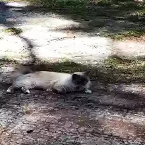 lost female cat bella
