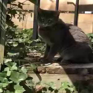 lost female cat eleanor