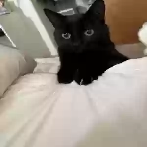 lost male cat knight