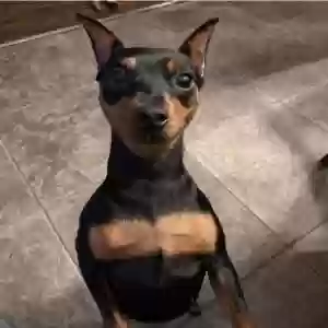 lost female dog bella