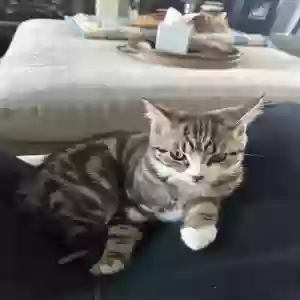 lost female cat violet