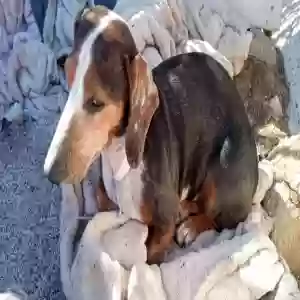 lost female dog belladonna