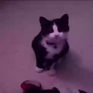 lost female cat lucrecia aka michi