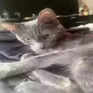 lost female cat rata
