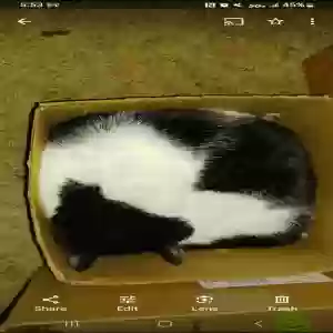 lost female cat unknown