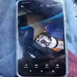 lost female dog jersey