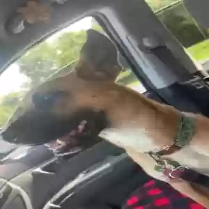 lost female dog atlas