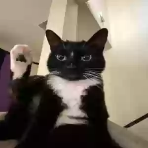 lost female cat bella