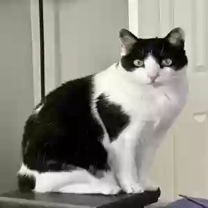 lost male cat sampson