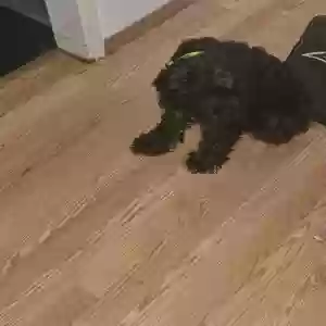 lost female dog alice