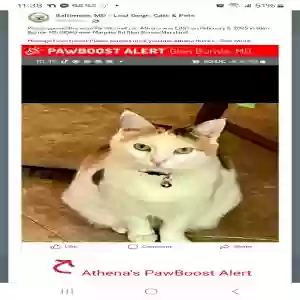 lost female cat athena