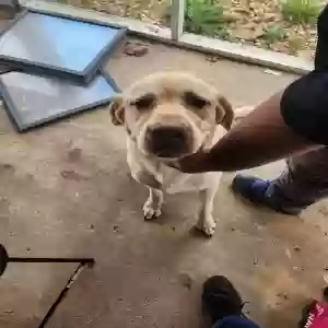 found male dog unknown