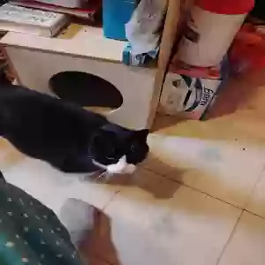 lost female cat birdie