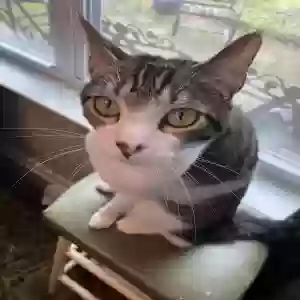 lost male cat cecil