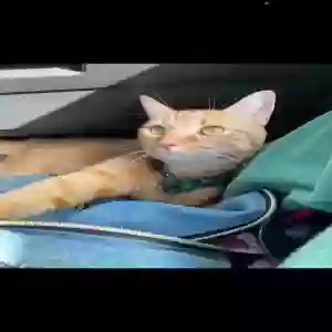 lost male cat klaus