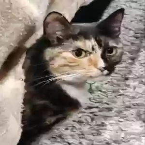 lost female cat sabrina