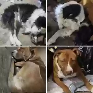 lost female dog panda and angel