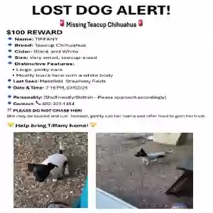 lost female dog tiffany