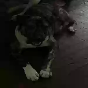 lost unknown dog brandon