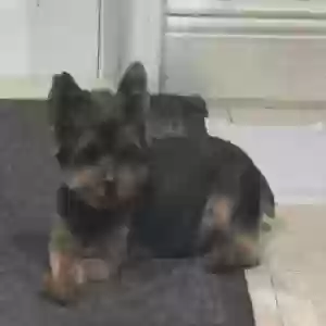 lost female dog minnie