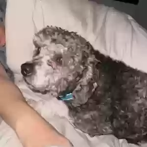 lost male dog buddy