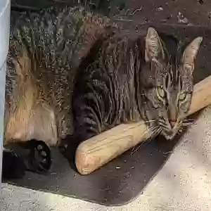 lost female cat nectar