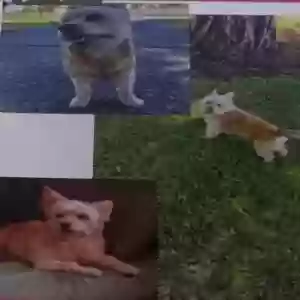 lost female dog cleo