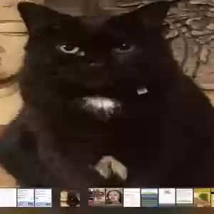 lost female cat itty bitty