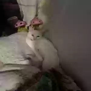 lost female cat sky
