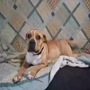 found female dog found pet