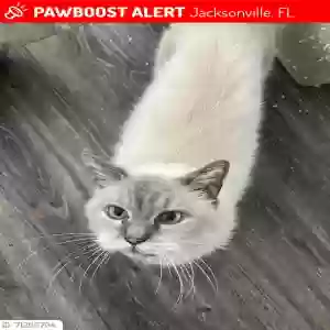 lost male cat boo boo