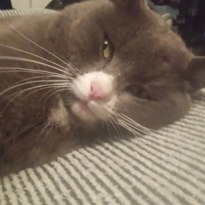 lost male cat peppy pepbeano