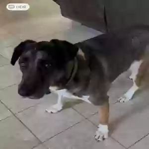 lost male dog dewey