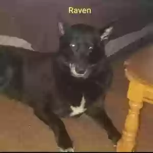 lost female dog raven