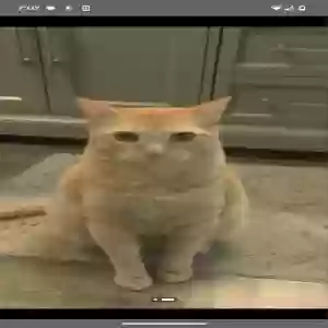 lost male cat leo