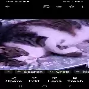 lost female cat lizzie or kitty kitty