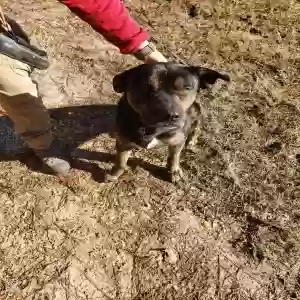 found male dog unknown