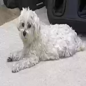 lost female dog kai