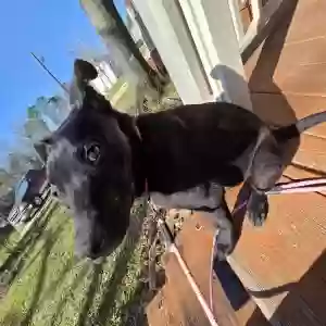 found male dog unknown