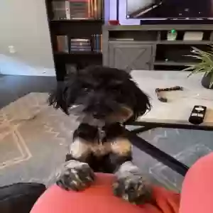 lost female dog lacey