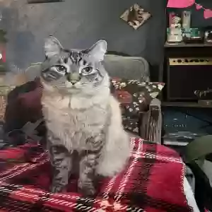 lost male cat dj